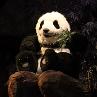 PandaDroom